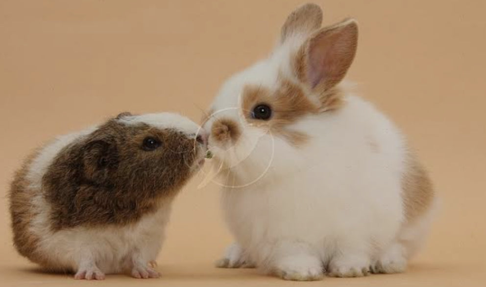 Rabbits/Hamsters
