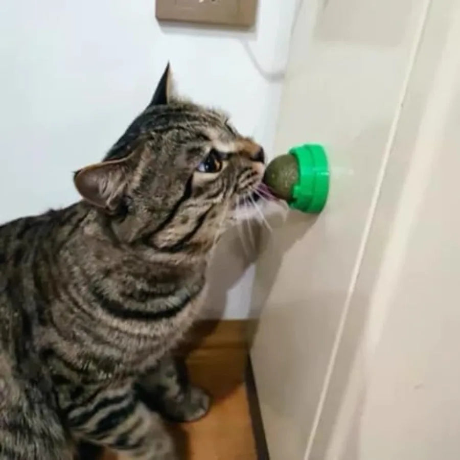 4PCS Catnip for Cats Wall Catnip Toys Teeth Cleaning Dental Edible Cat Toys