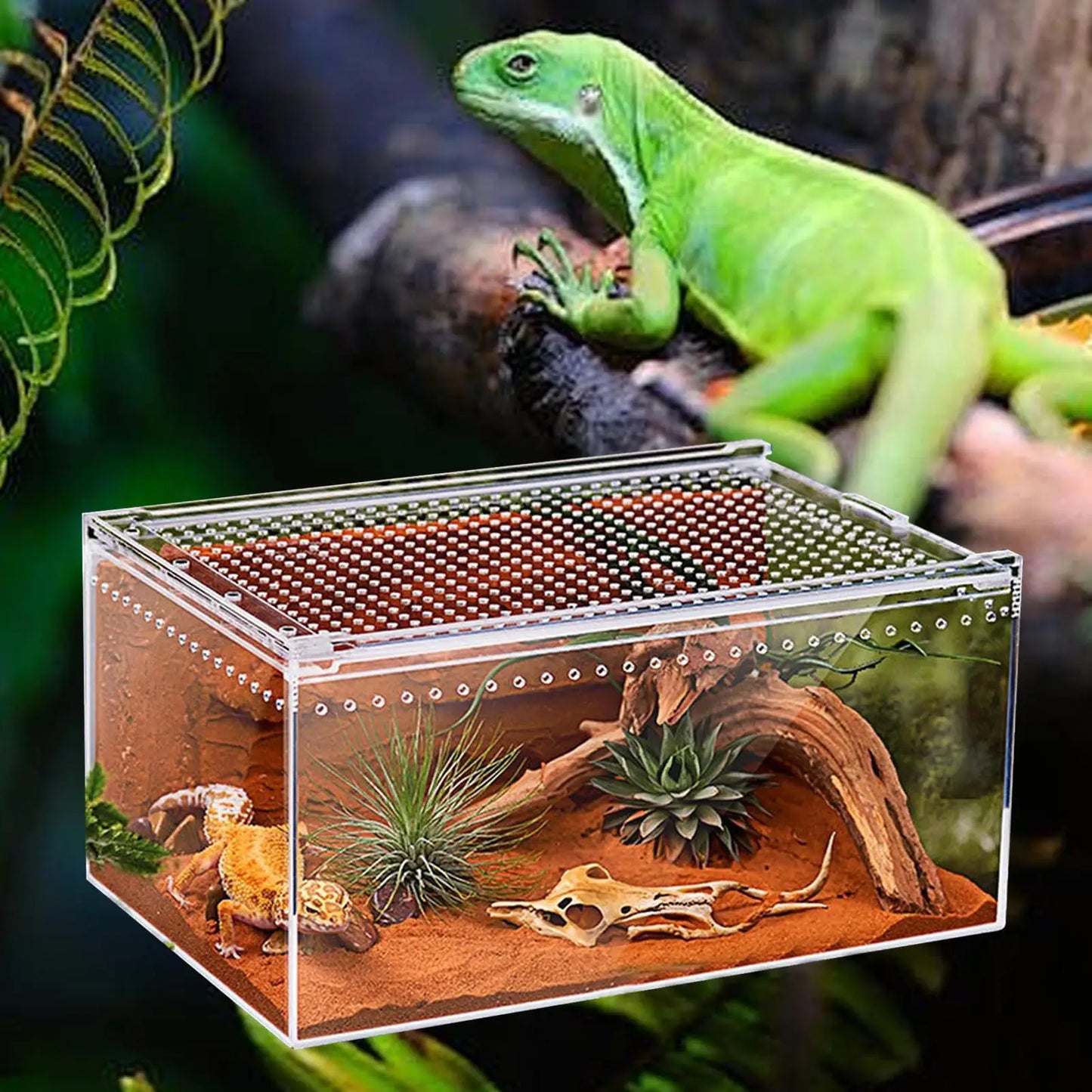 Spider Enclosure Transparent Reptile Terrarium Tank Habitat with Ventilation for Tarantula Gecko Snake Frog Scorpion Lizard