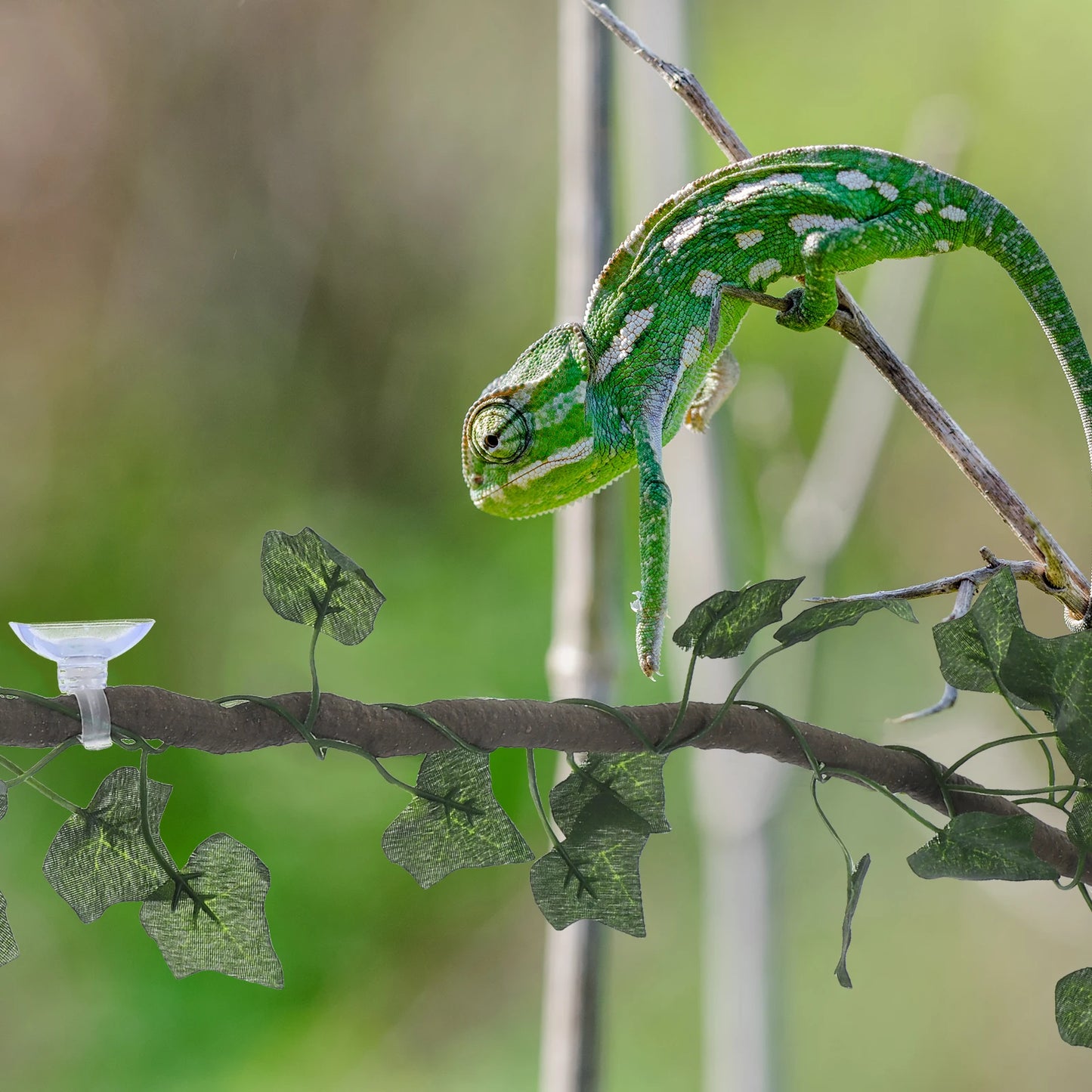 Rattan Vines for Reptile Jungle Vines Strip Decor Aquarium Terrarium Lizard Chameleon Snake Frogs Geckos