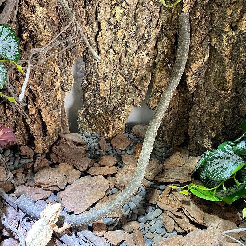 1M Flexible Artificial Reptile Vines Jungle Climbing Rattan Plants Bendable Fake Decor for Lizard Terrarium Tank Pet Habitat